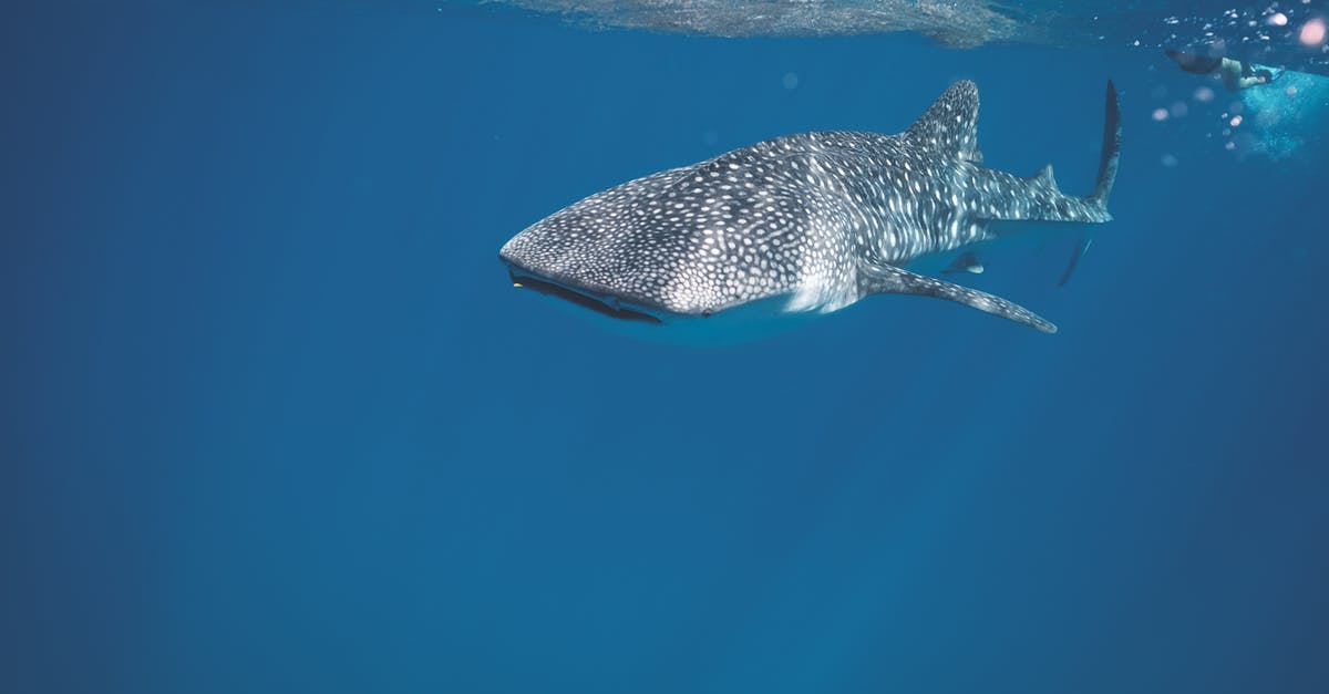 How do you clean or gut fish - Whale shark swimming under crystal clear water of ocean near surface under sunlights