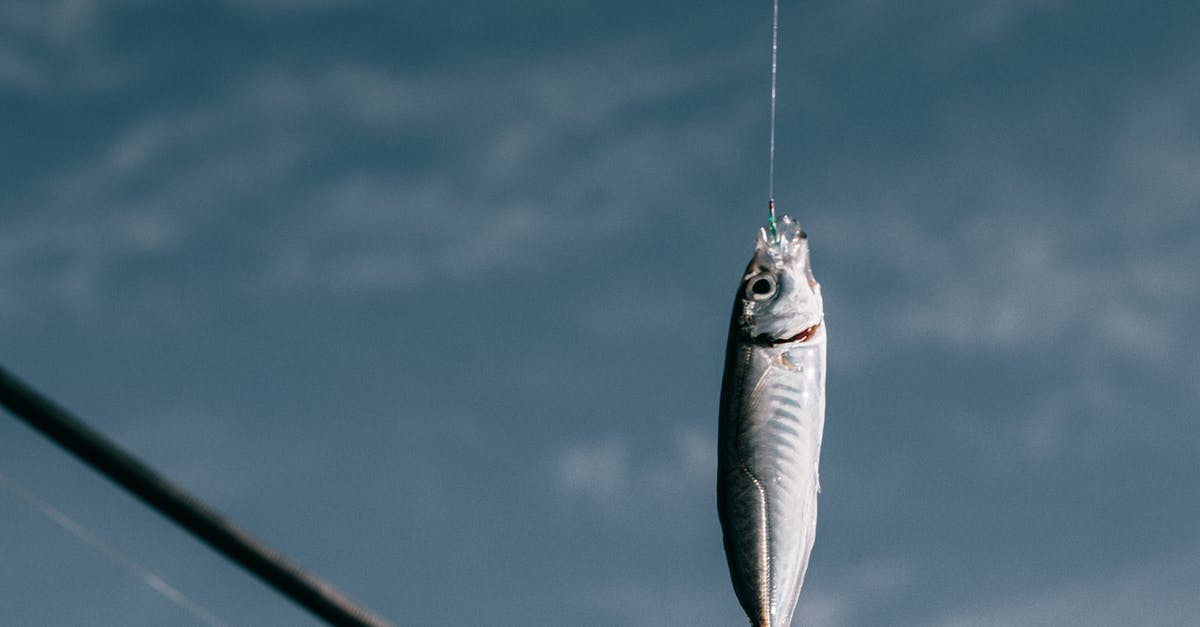 How do you clean or gut fish - Fish hanging on hook against blurred background