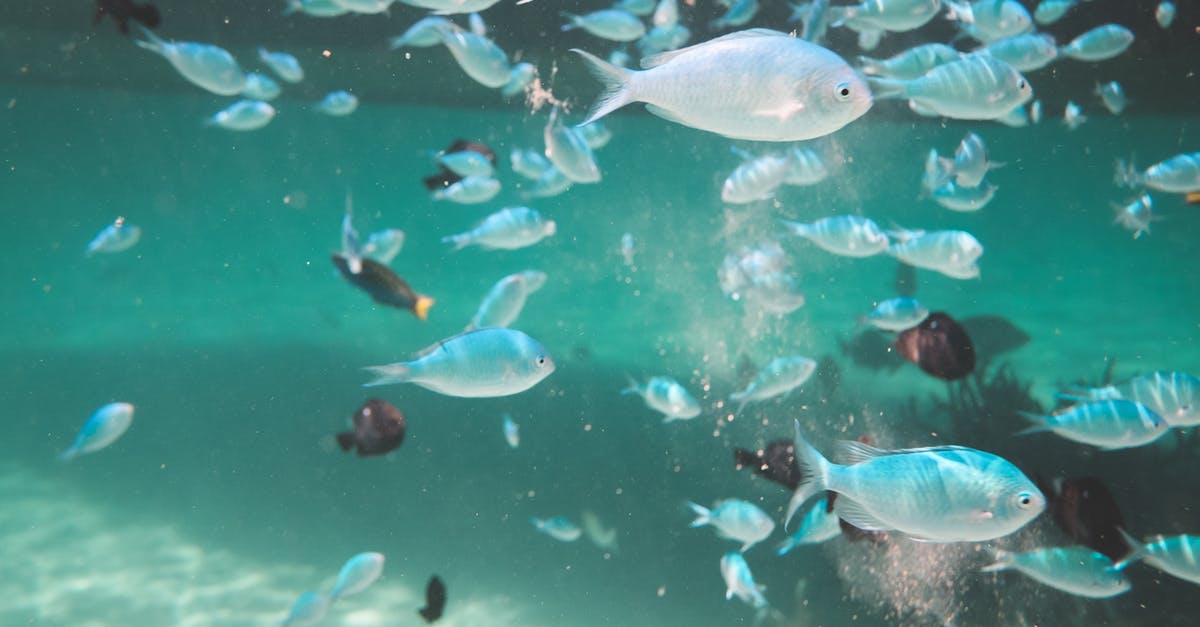 How do you clean or gut fish - Big school of Chromis fishes swimming underwater of clean deep sea water sandy bottom