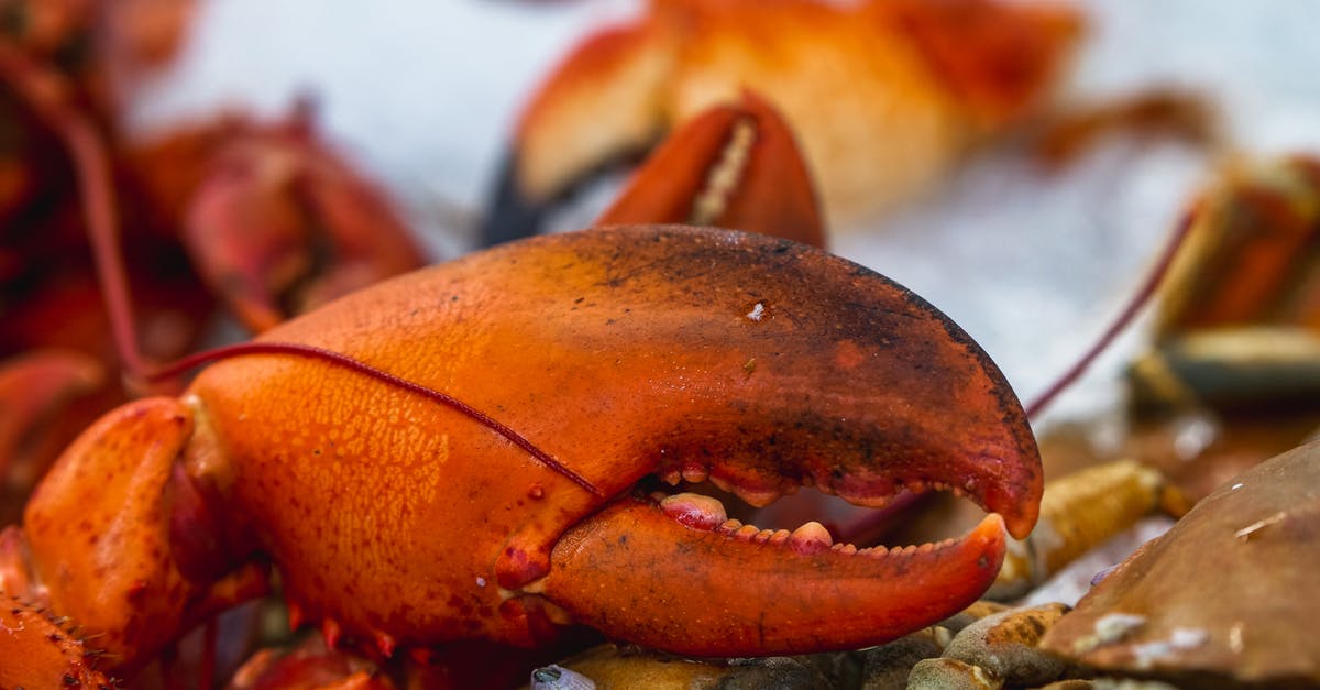 How do you cook frozen Lobster Tails? - Close Up Shot of Lobster Claw 