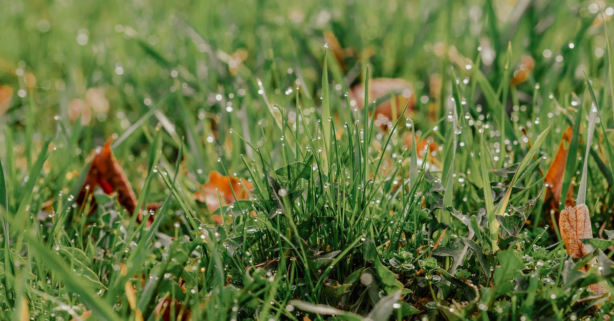 How do you dry wet brown sugar clumps? - Grass with faded leaves and dew on meadow