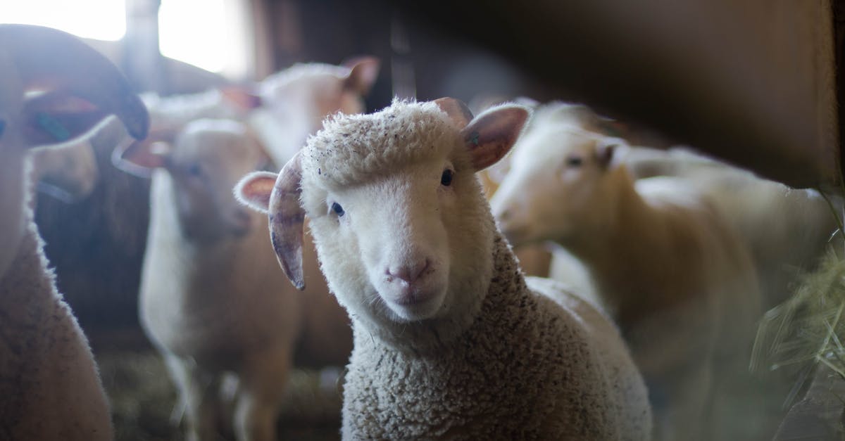 How do you french trim a lamb shank? - Sheep