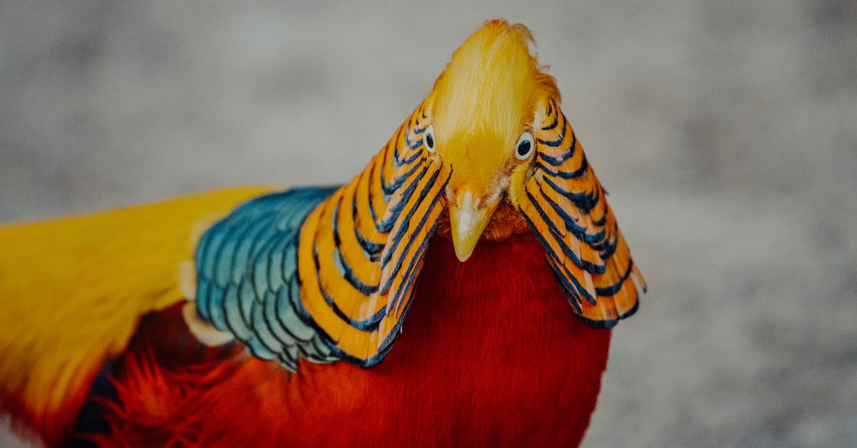 How do you prepare a steak to be rare and very rare (blue)? - Golden pheasant with standing on ground in countryside How do you prepare a steak to be rare and very rare (blue)? - Golden pheasant with standing on ground in countryside