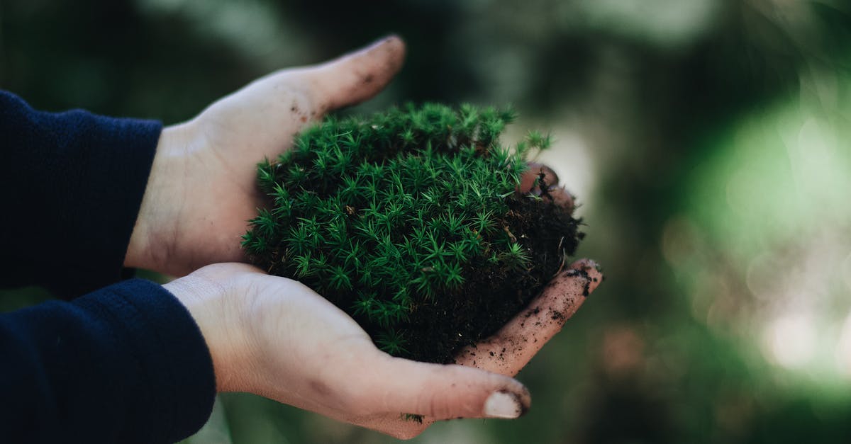 How do you preserve fresh ginger? - Crop unrecognizable person holding handful of green moss with soil against blurred natural background