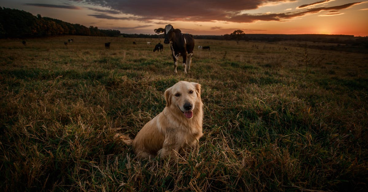 How do you properly cook cow tongue? - From above of charming purebred dog with tongue out sitting on grass lawn near cows under bright cloudy sky at sunset and looking at camera