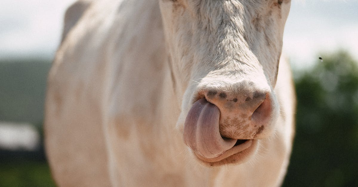 How do you properly cook cow tongue? - White Cow Showing Tongue