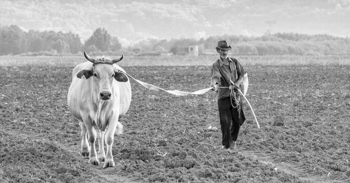 How do you properly cook cow tongue? - Man with Cow on Field