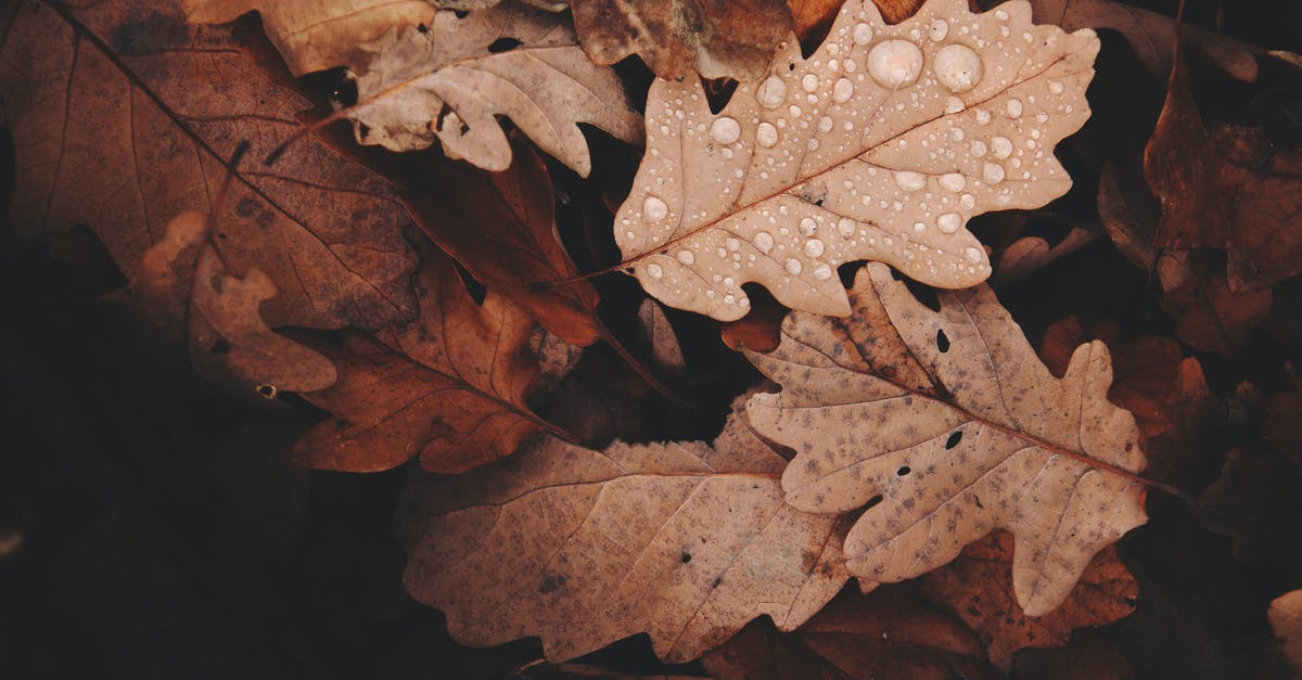 How do you properly drain the grease after browning ground beef? - Withered Leaves Photo