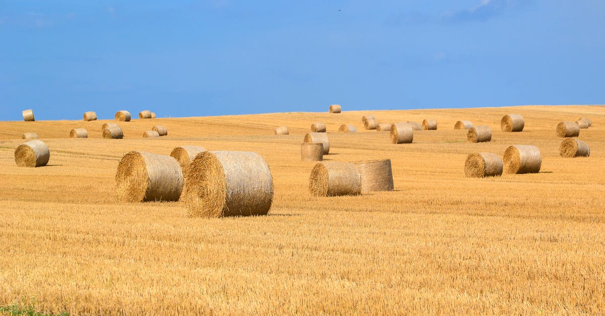 How does harvest time matter with tea? - Round Bale Lot