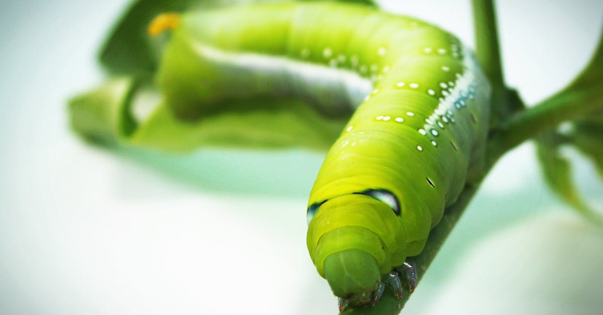 How does one go about marking food in an oven? - Green Tobacco Hornworm Caterpillar on Green Plant in Close-up Photography