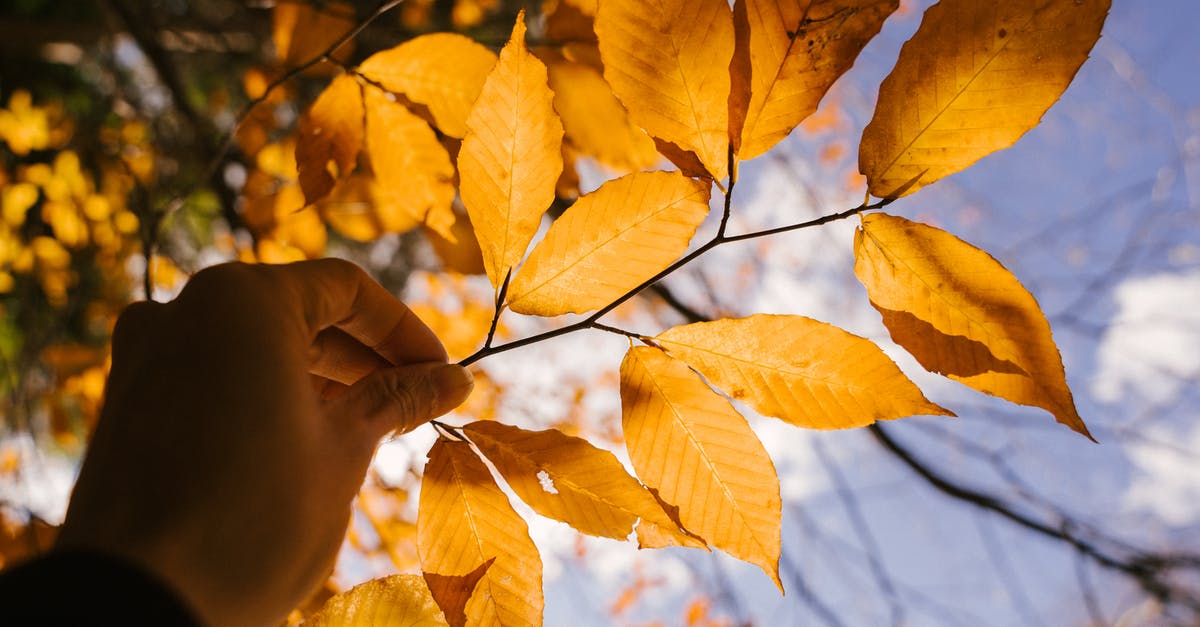 How does one soften sun dried tomatoes? - From below of crop anonymous person demonstrating thin twig with dry leaves in autumn day