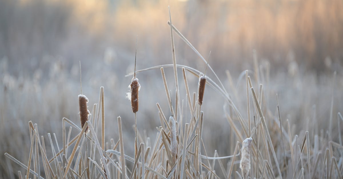 How does one soften sun dried tomatoes? - Picturesque scenery of reeds growing among dry grass in nature against blurred background in daytime