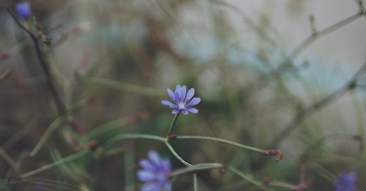 How does the addition of Chicory affect coffee? - Purple Flower in Tilt Shift Lens