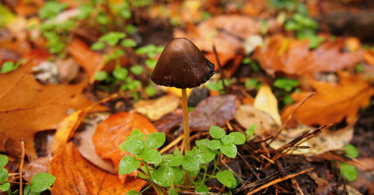 How edible/palatable are crabapples? - Brown Mushroom on Green Grass