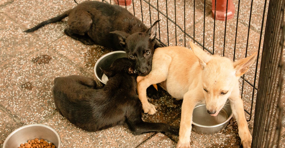 How firm a bite should Ptitim (pearl couscous) have? - Adorable puppies playing on tile pavement near fence