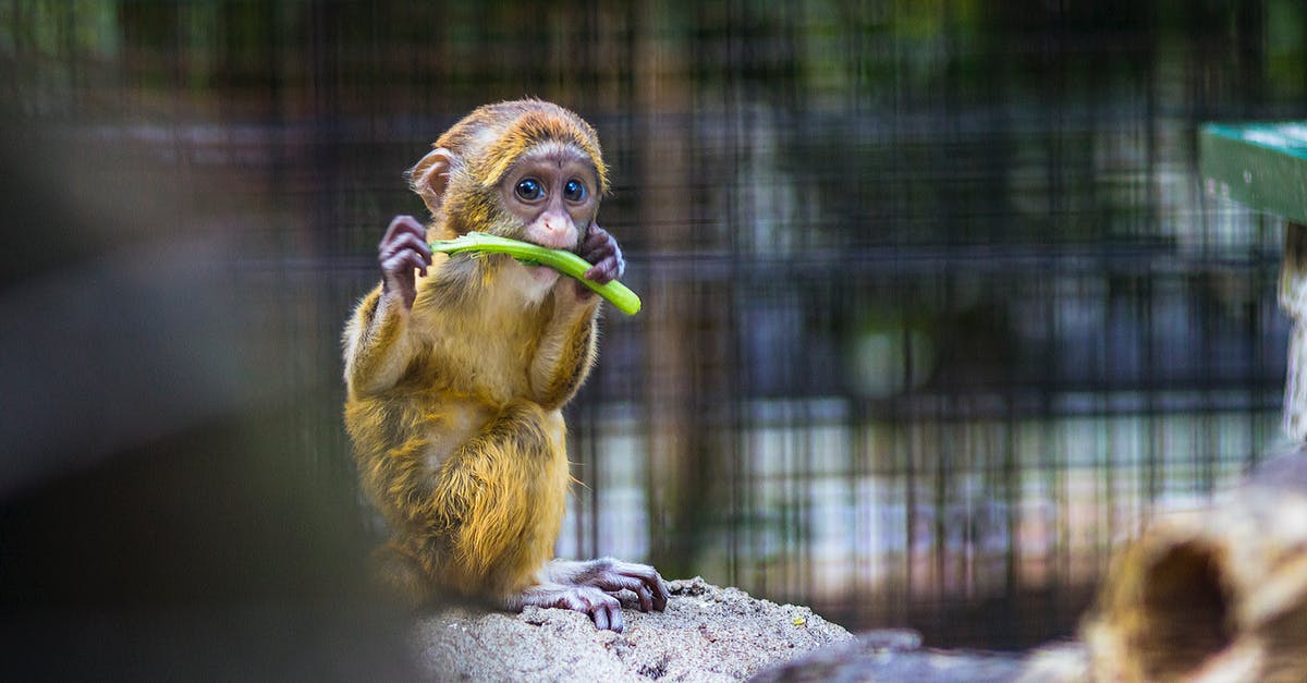 How firm a bite should Ptitim (pearl couscous) have? - Photography of a Baby Monkey Eating Vegetable