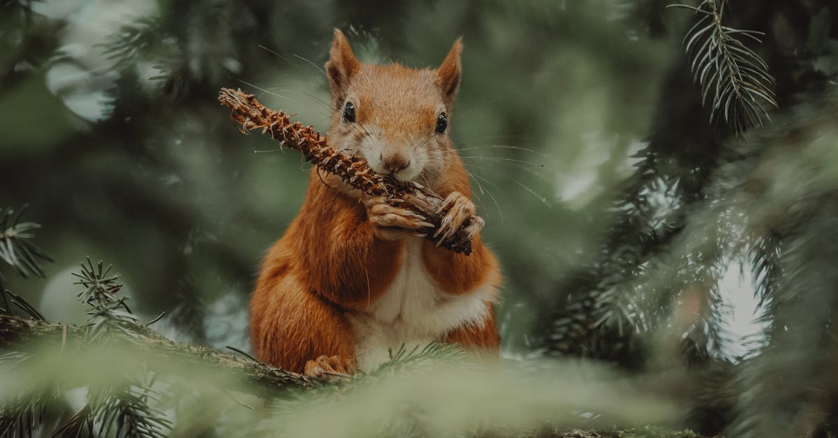 How frequently should I feed my sourdough starter? - Squirrel eating cone in forest