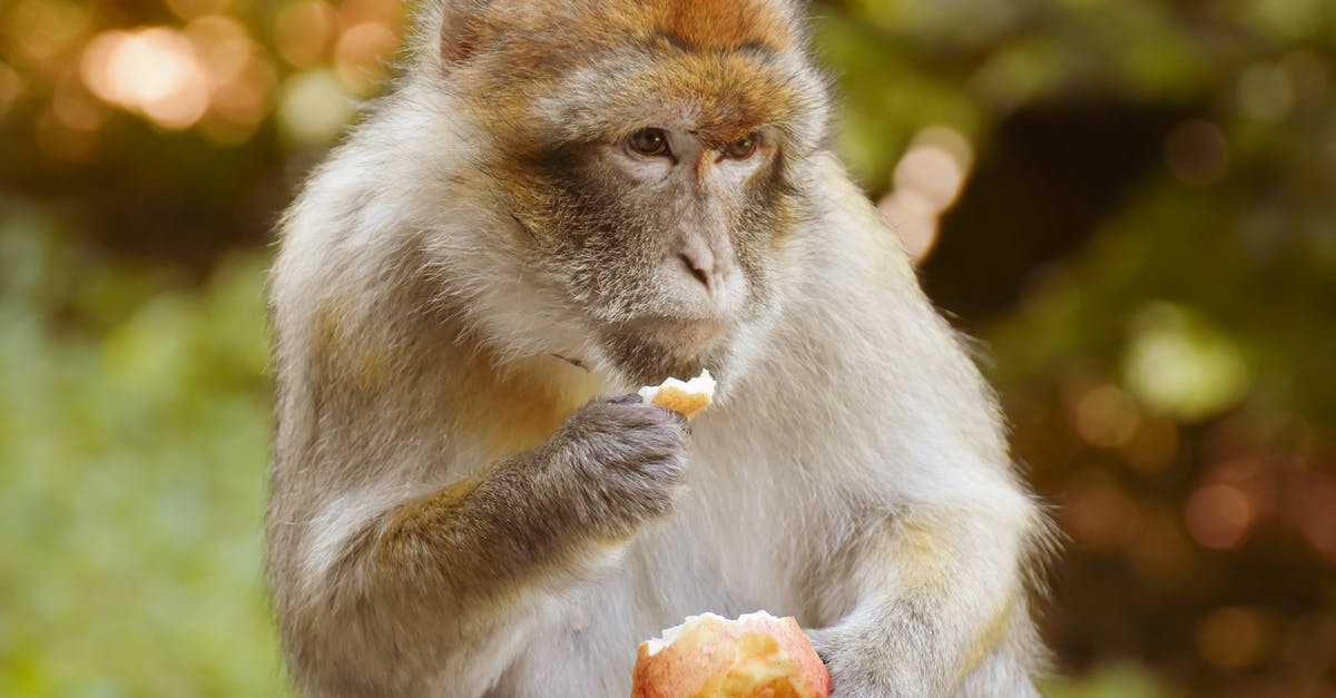 How is apple syrup made? - Brow Monkey Eating Apple