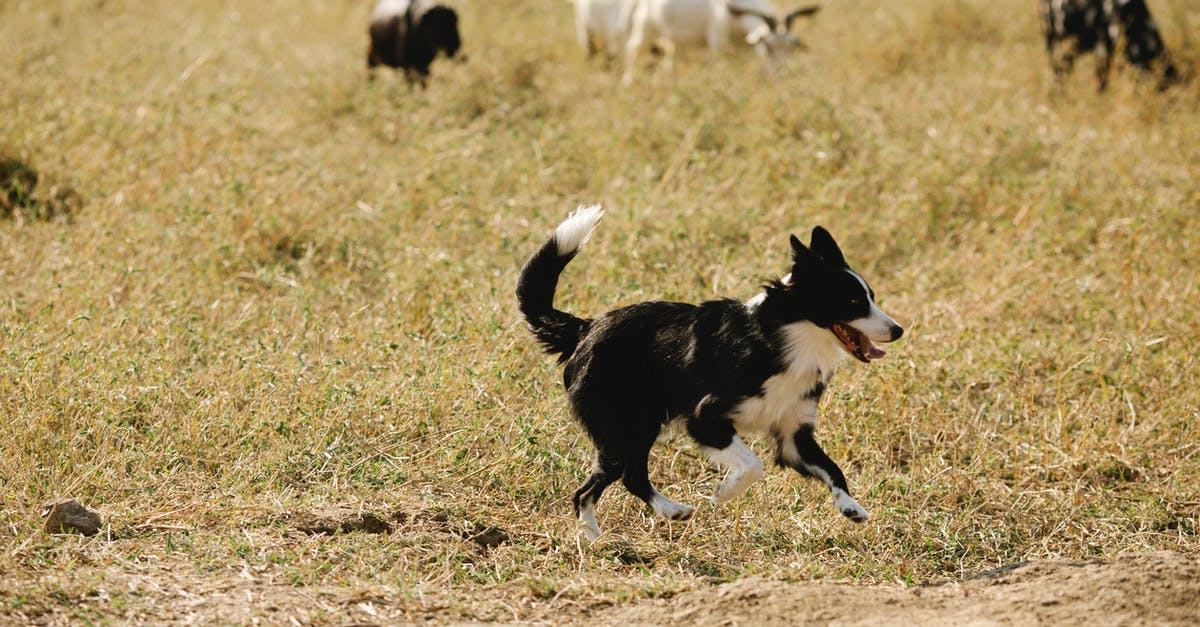 How is this kind of cattle called? - Cute Border Collie running near grassland with livestock