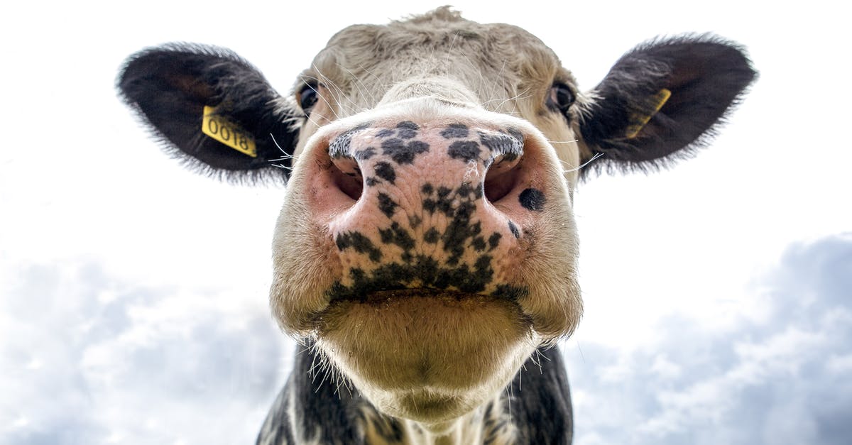 How is this kind of cattle called? - Black and White Dairy Cow's Head