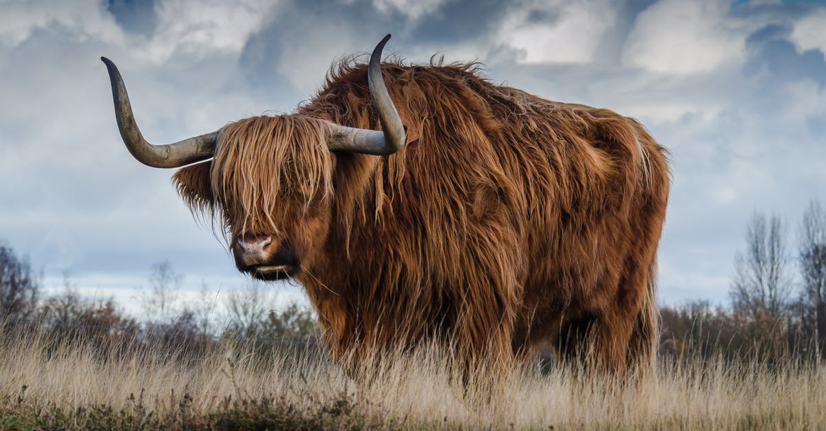 How is this kind of cattle called? - Brown Yak on Green and Brown Grass Field