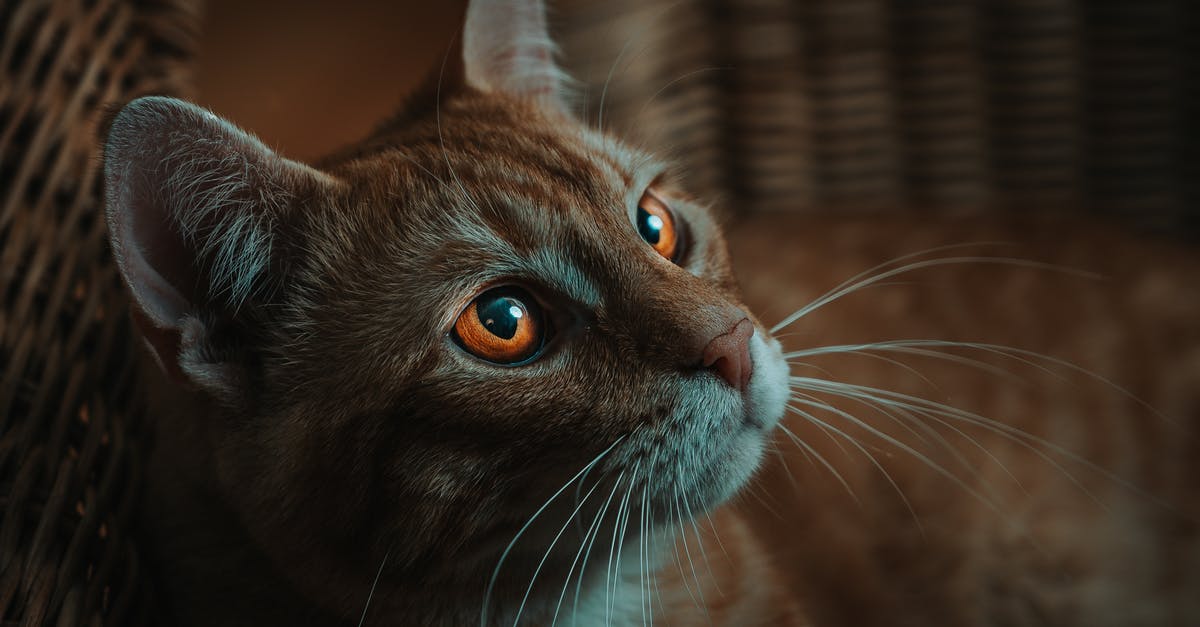 How long before steak is at room temperature? - Ginger cat with white stripes and golden eyes with long whiskers lying in wicker basket in light room