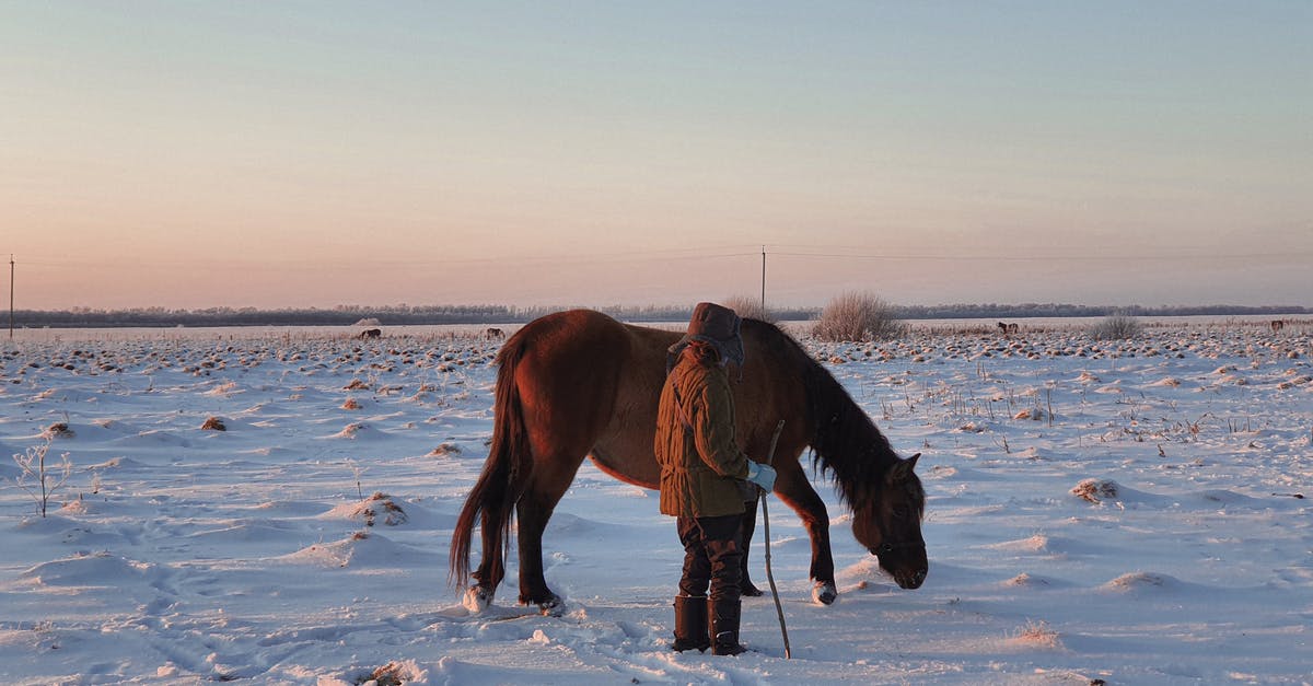 How long can I keep beef warm in a roaster oven? - Unrecognizable Person Standing with Long Stick by Horse Leaking Snow in Field