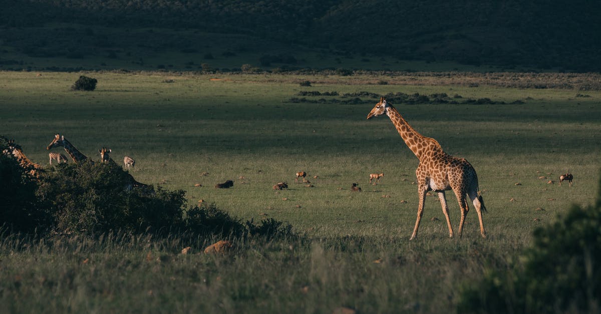 How long can I keep shrub syrup in the refrigerator - Wild giraffes walking on grass near antelopes and greenery shrubs on hill in savanna in twilight