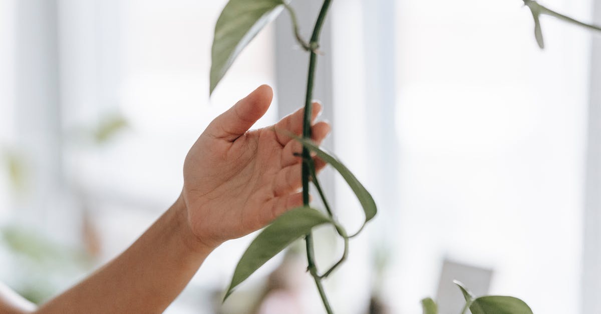 How long can vegetable-based foods be stored at room temperature? - Crop unrecognizable person touching long thin twig with green leaves while standing in light room on blurred background