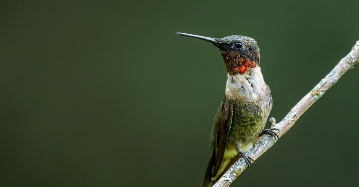 how long can you keep uncooked lentils - red and brown - Small ruby throated hummingbird with long beak and white feathers with red and brown spots sitting on thick leafless sprig in nature in daylight