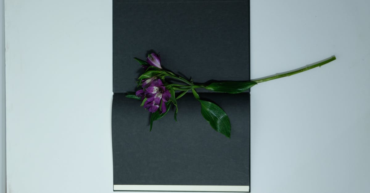 How long do black olives last once opened? - Delicate violet flower in book with black pages