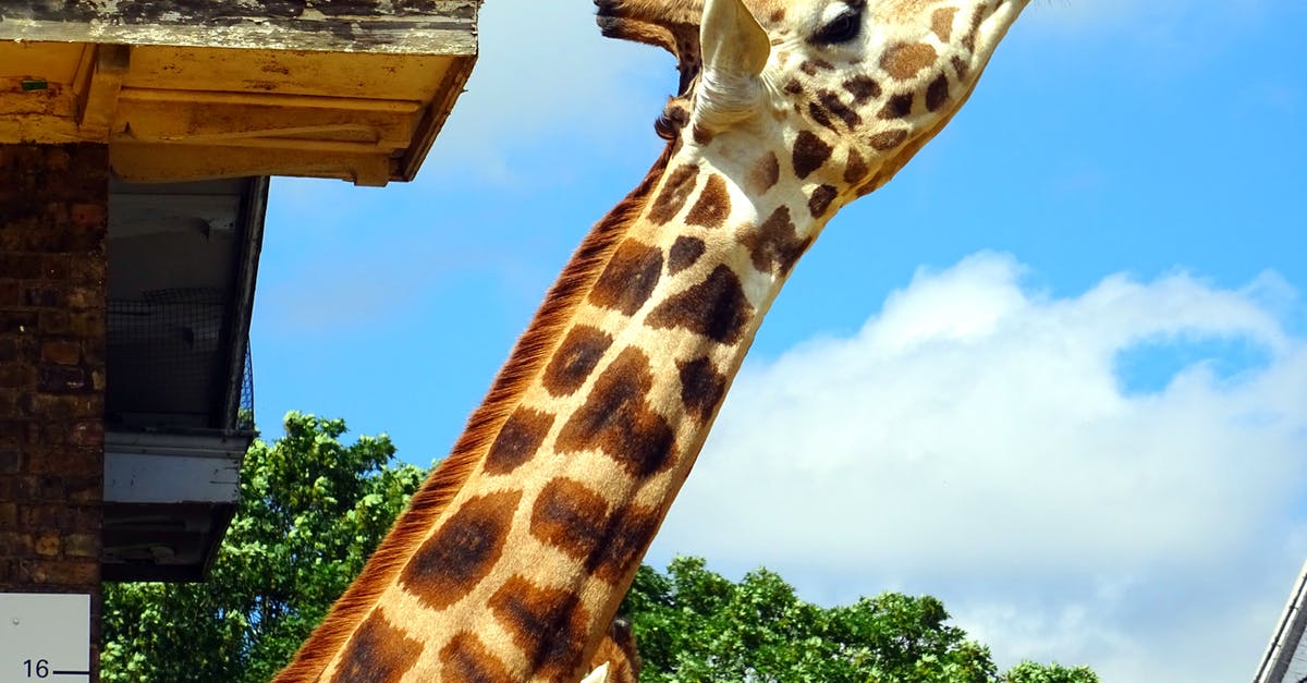 How long do oven elements last under high usage? - Giraffe Under Sunny Sky