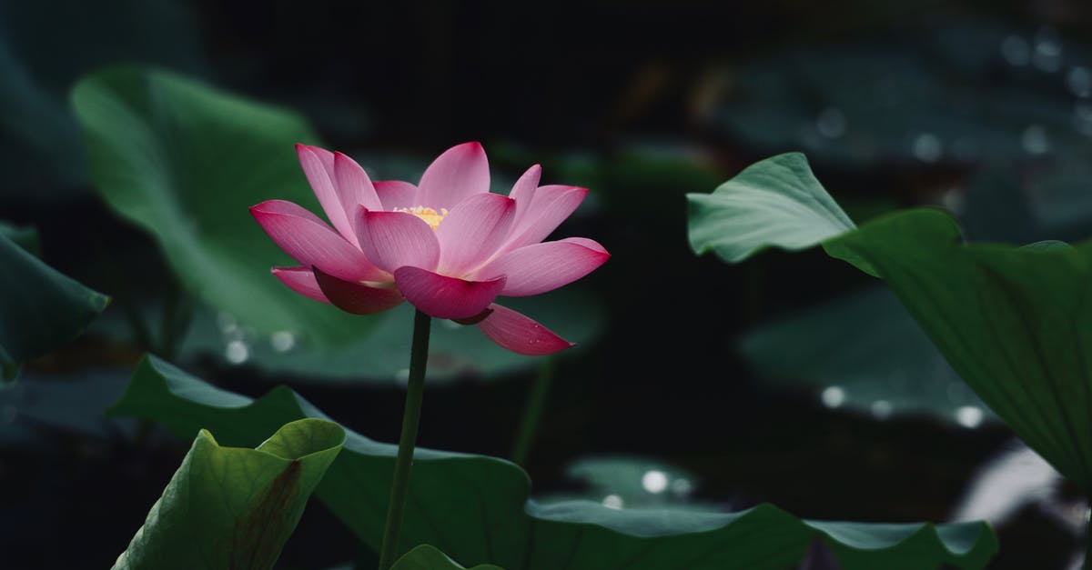 How long does lotus root stay fresh? - Close-Up Photo of Lotus Flower