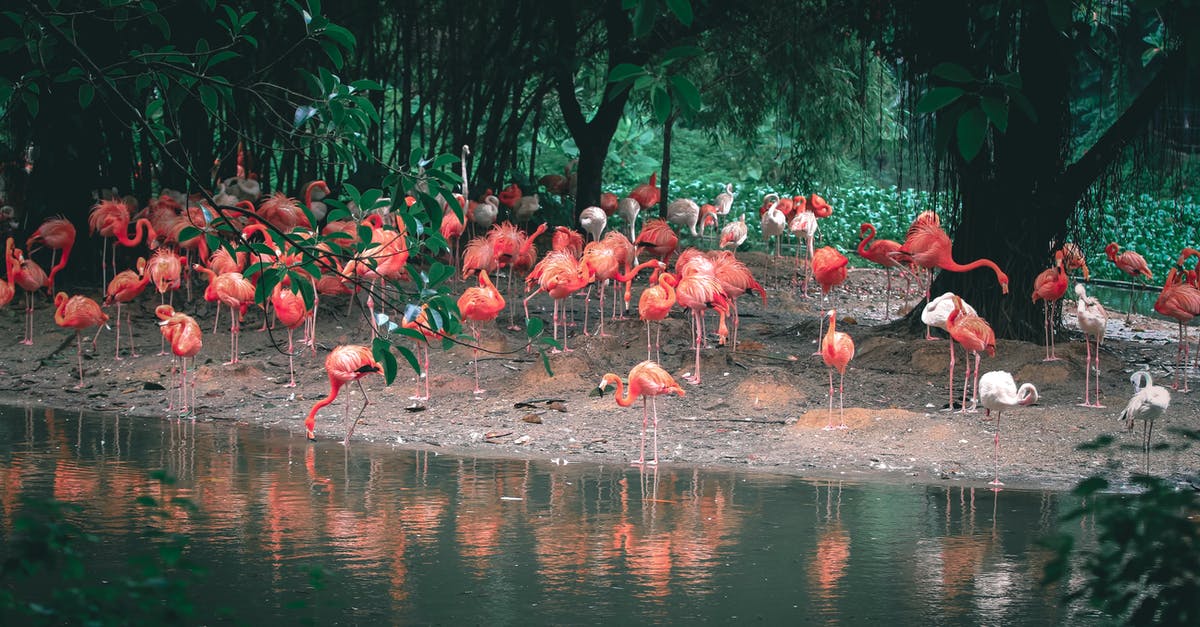 How Long Is Mint-Infused Water Safe to Drink? - Caribbean flamingos with bright plumage reflecting in rippled pond while standing on terrain against trees in daylight