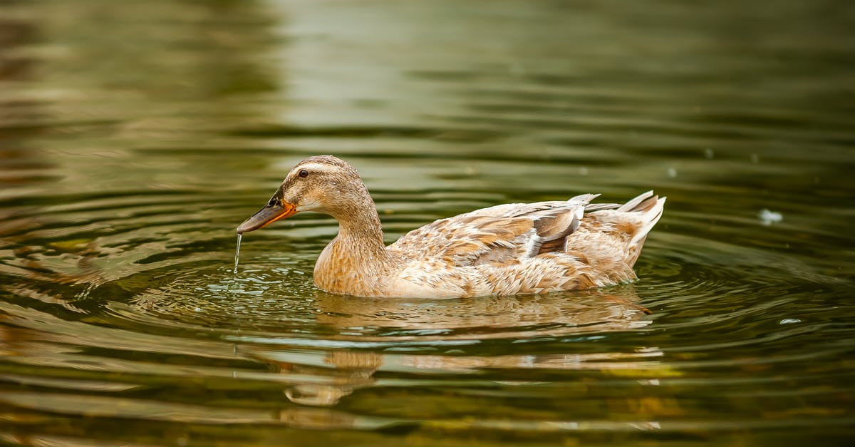 How Long Is Mint-Infused Water Safe to Drink? - From above side view of graceful duck with water flow from beak floating on rippled pond