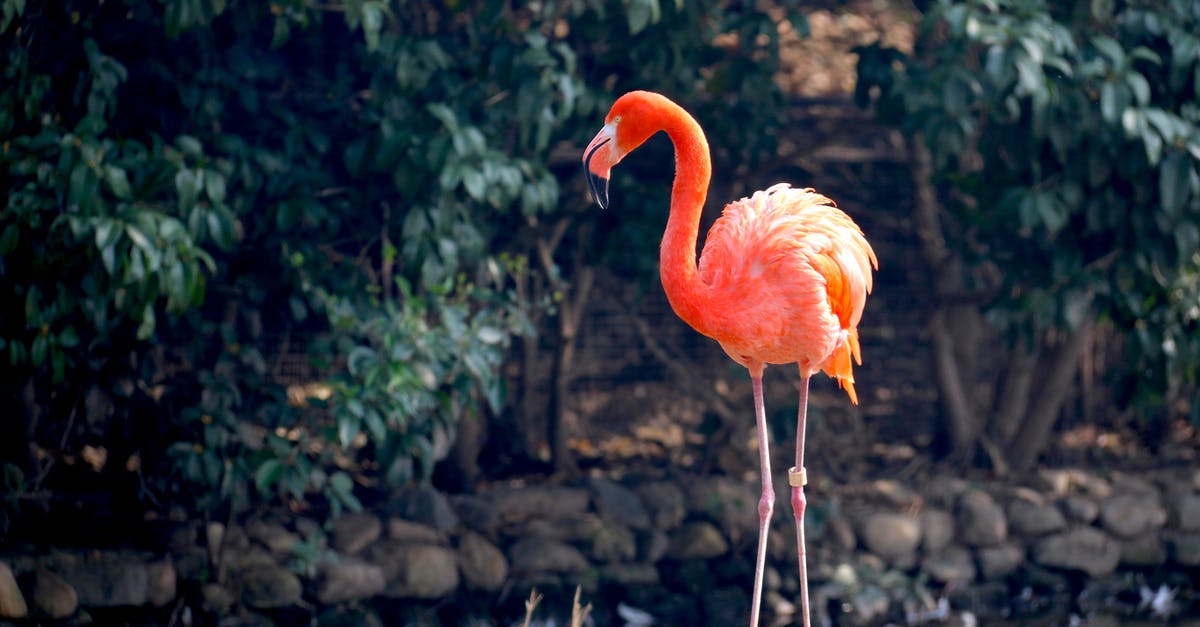 How Long Is Mint-Infused Water Safe to Drink? - Orange Flamingo