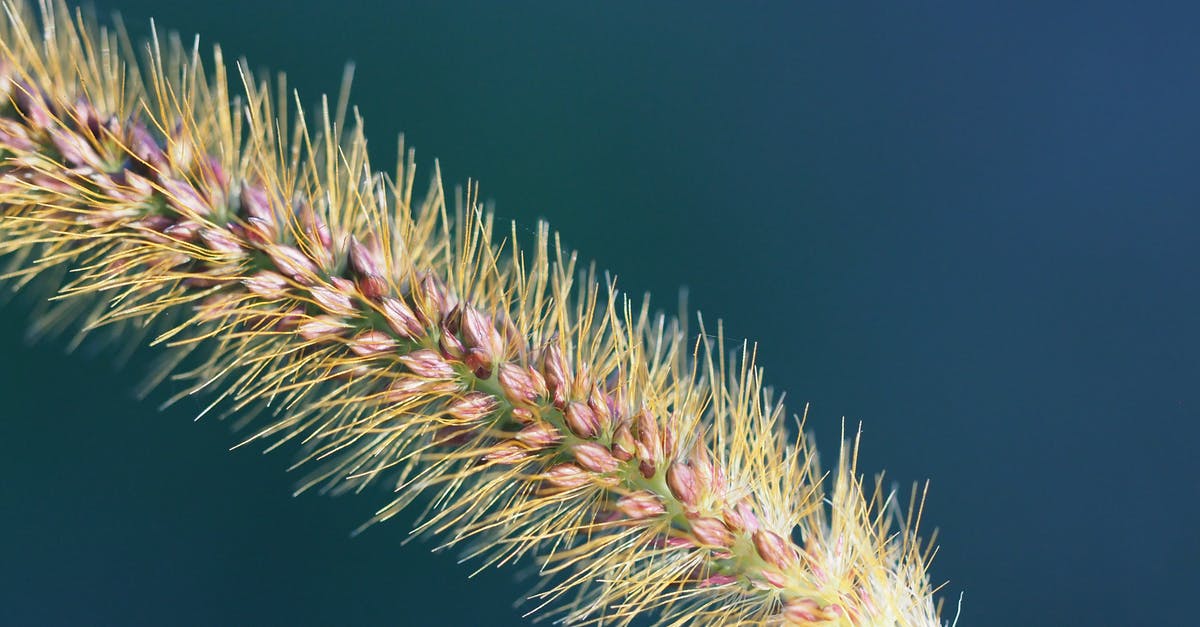 How long is the life of a shot of espresso? - Meadow bristle grass in sunlight