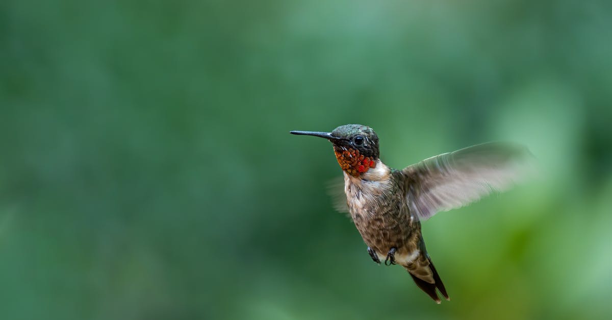 How long is the life of a shot of espresso? - Small ruby throated hummingbird with long beak and dark feathers flying in green nature