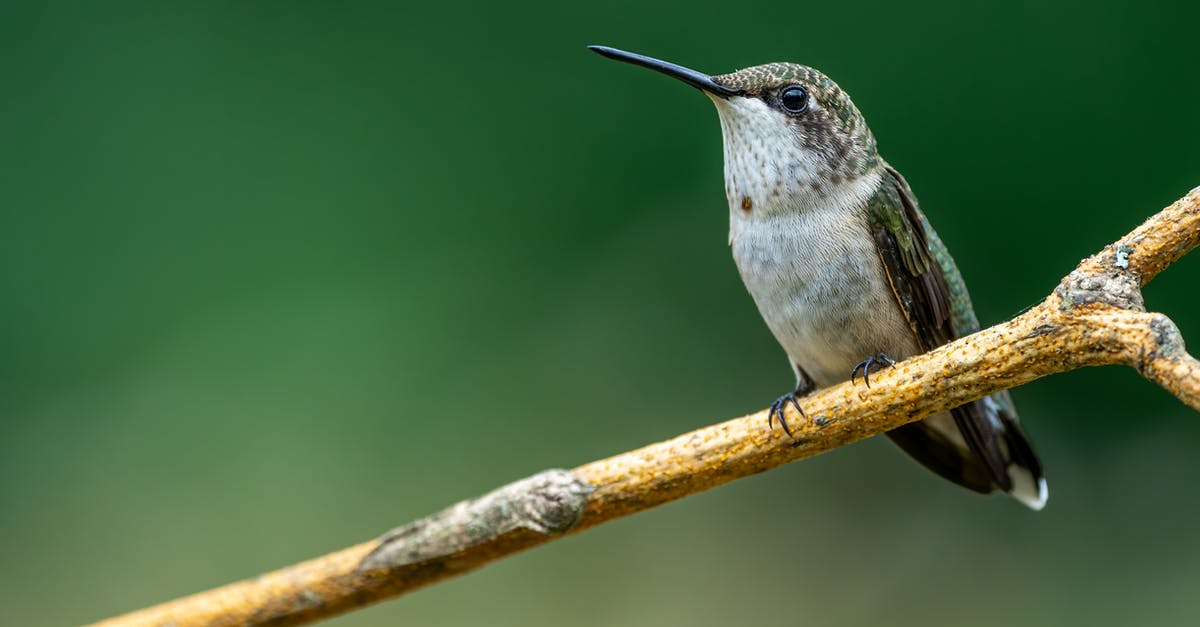 How long is the life of a shot of espresso? - Hummingbird sitting on tree twig in nature