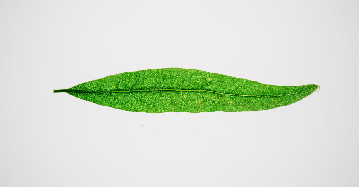 How long is the life of a shot of espresso? - Long green leaf on white background