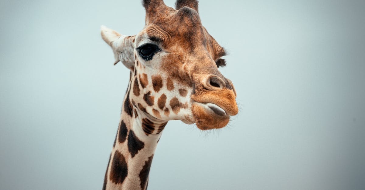 How long may I preserve a caramel sauce? - Giraffe against cloudless sky in nature