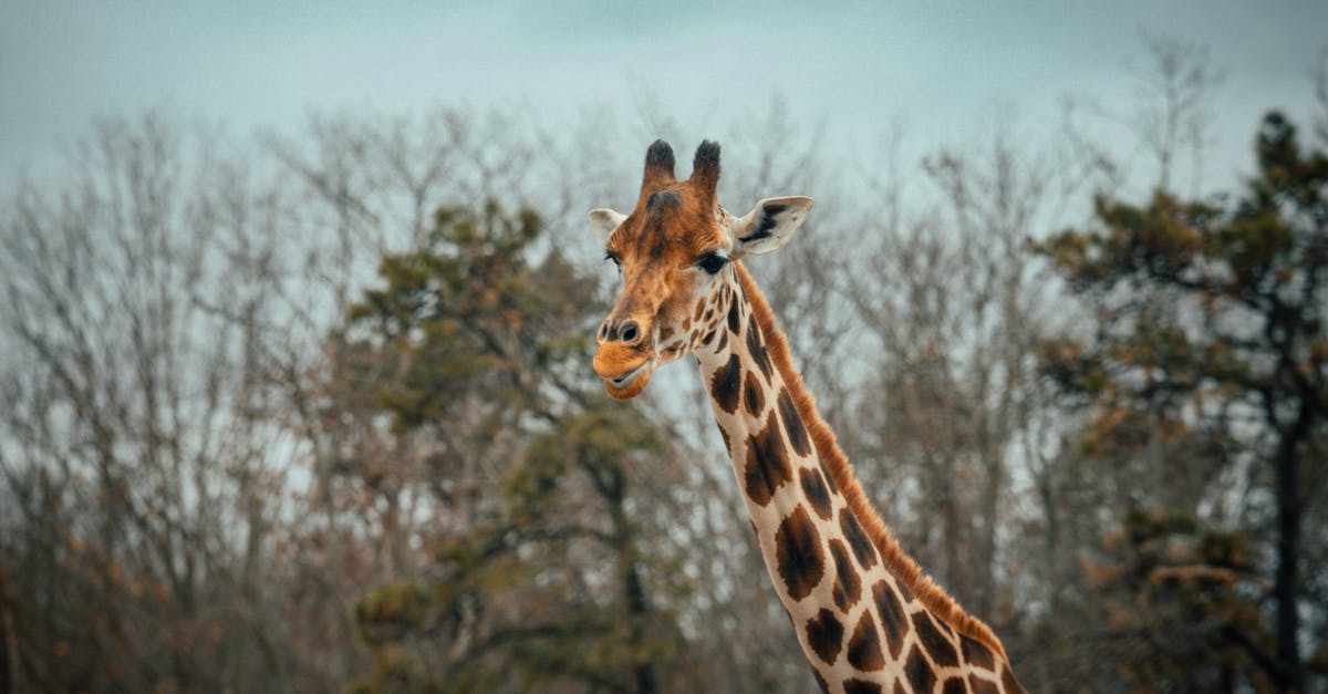 How long may I preserve a caramel sauce? - Tall giraffe with long spotted neck standing against leafless trees with coniferous plants and cloudless sky in national park on blurred background