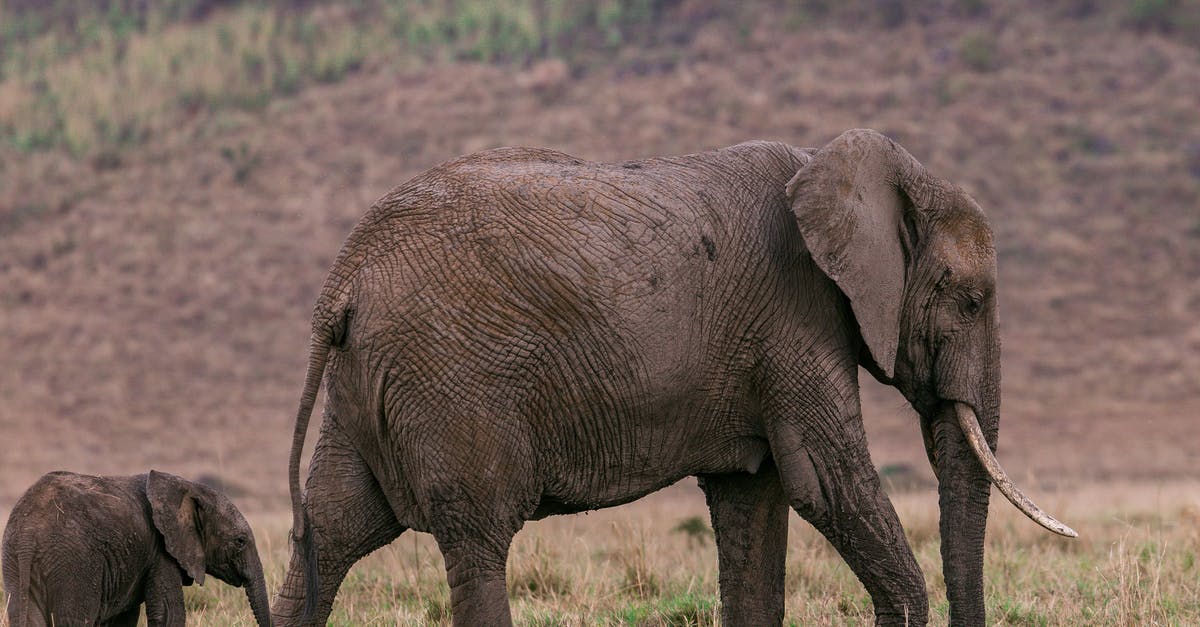 How long should I blanch baby peas? - Side view of mother elephant with baby walking through dry grass in savanna