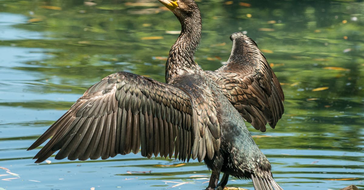 How long should I quick soak my dry black beans? [duplicate] - Back view of black shag with spread wings and thin long neck sitting on dry tree twig above river with rippled water and looking away in afternoon