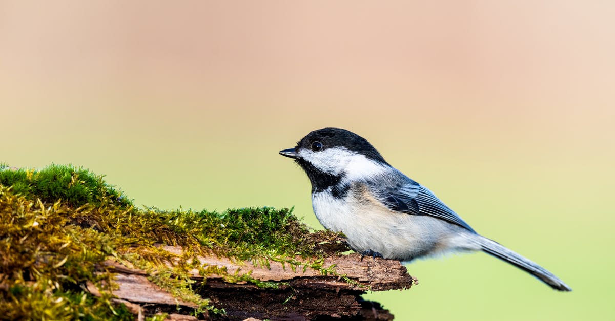 How long should I quick soak my dry black beans? [duplicate] - Black capped chickadee on mossy tree trunk