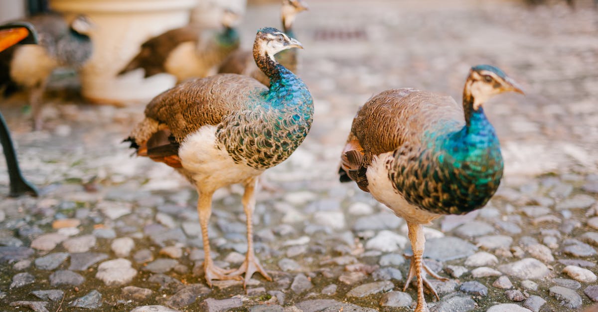 How long should Lamb leg steaks be cooked for? - Peafowls with bright ornamental plumage and pointed beaks strolling on rough pathway in summer