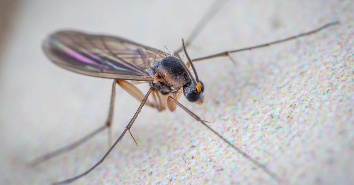 How long should Lamb leg steaks be cooked for? - Wild gall midge fly with long legs and translucent wings with black head crawling on flat white surface of aquarium