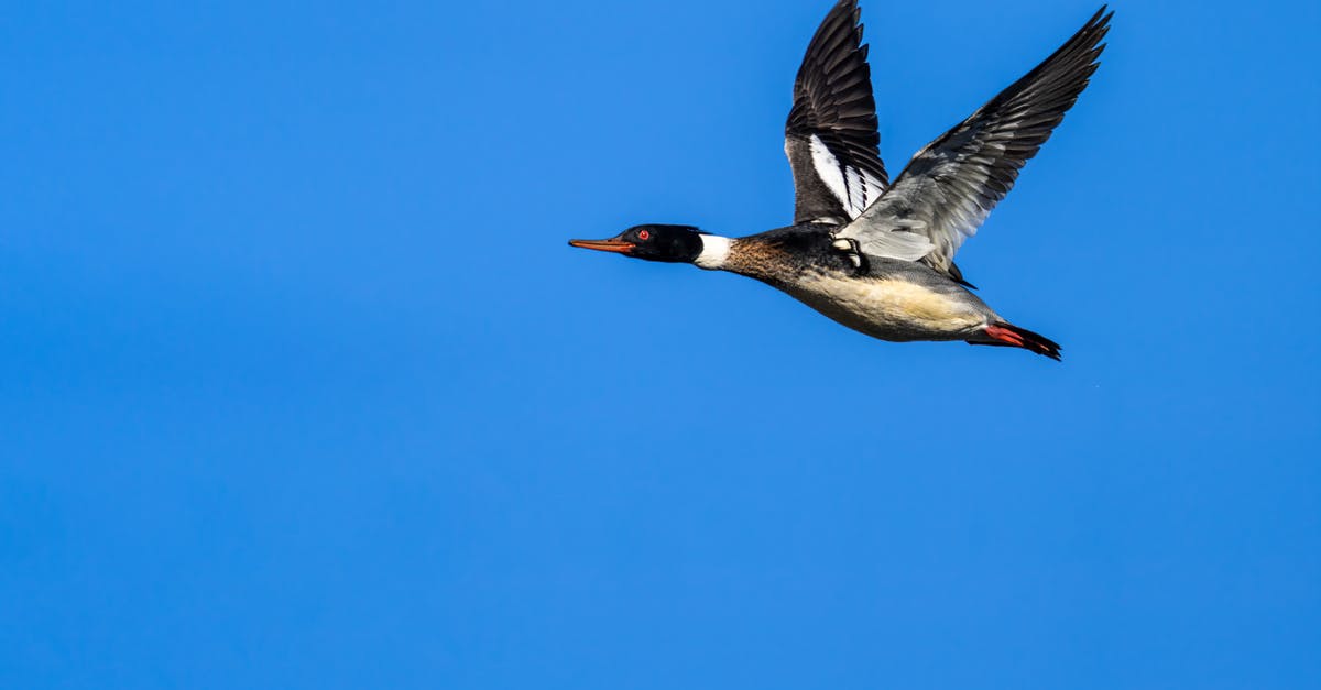 How long to keep duck eggs - Sea duck flying on bright blue background