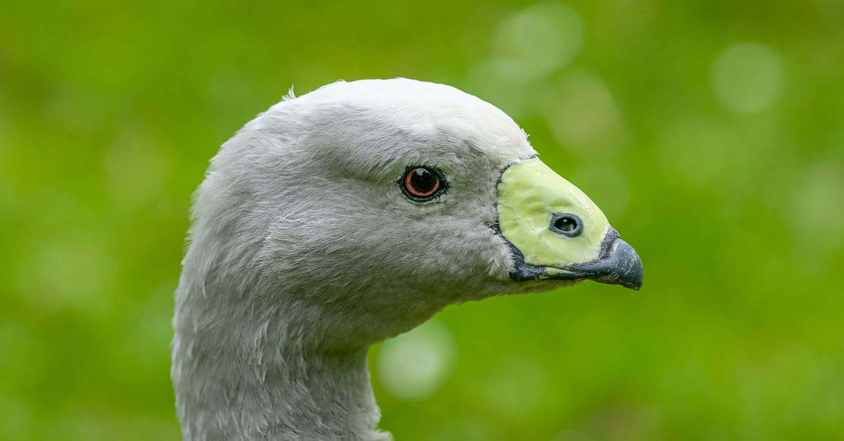 How long to keep duck eggs - Gray goose with pointed beak on bright green background