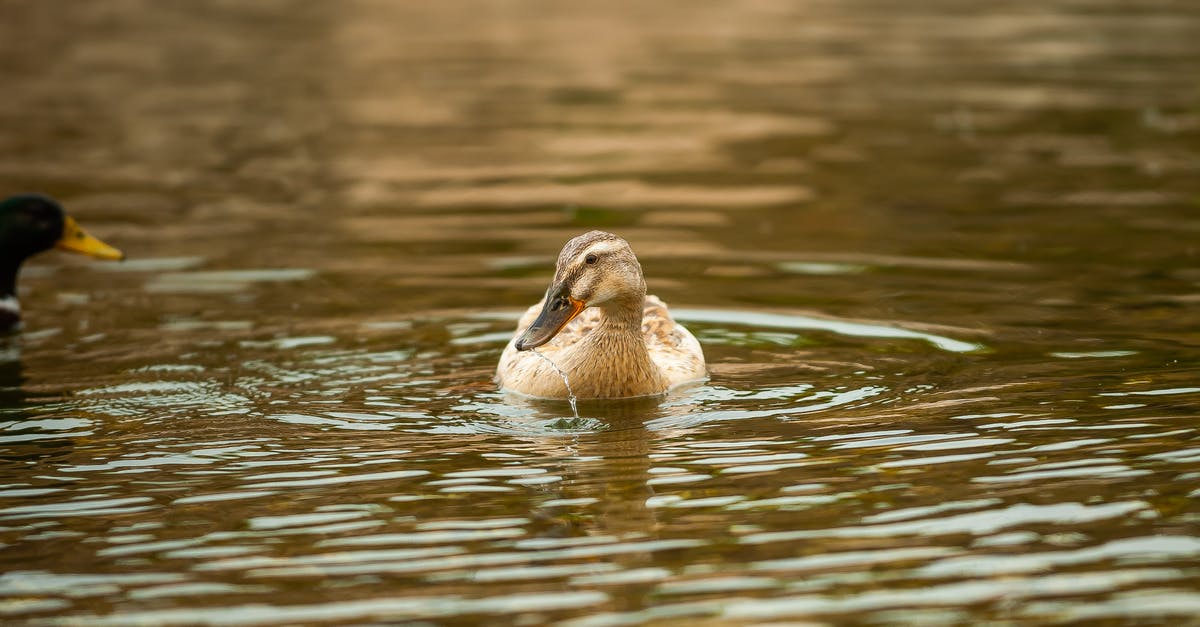 How long to keep duck eggs - From above of calm duck with long beak floating on lake water surface in daylight